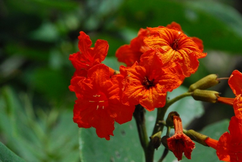 flores naranjas