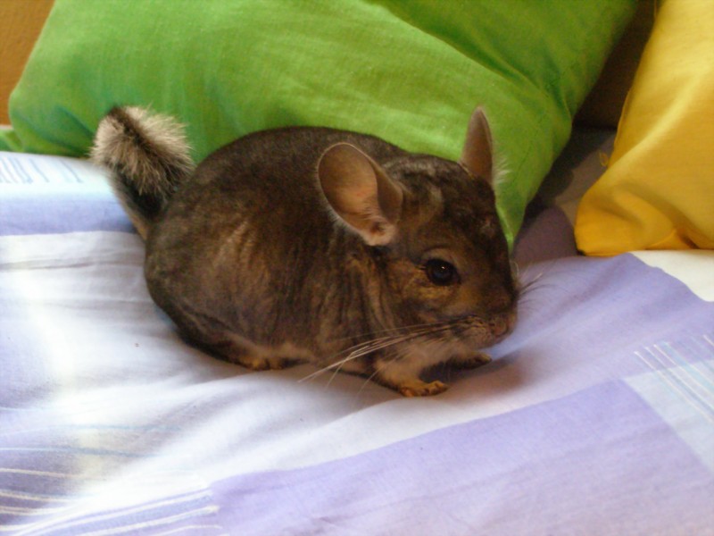 Chinchilla