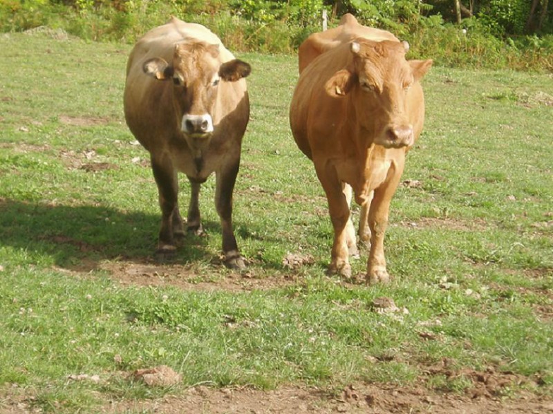 Sorpresa en el pasto