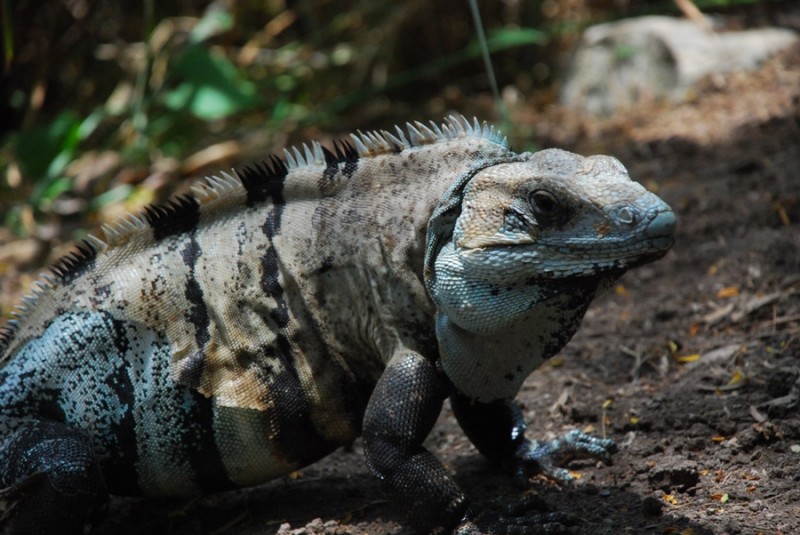 iguana