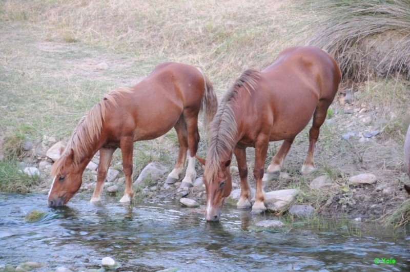 Sedientos