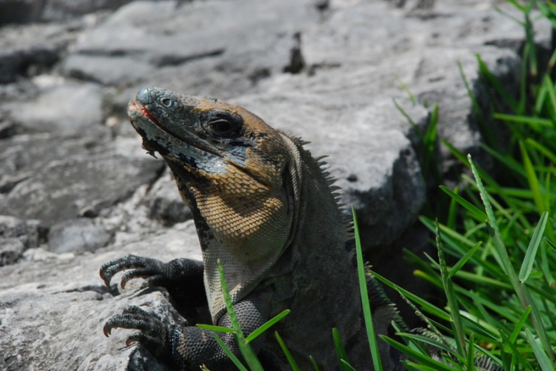 Iguana