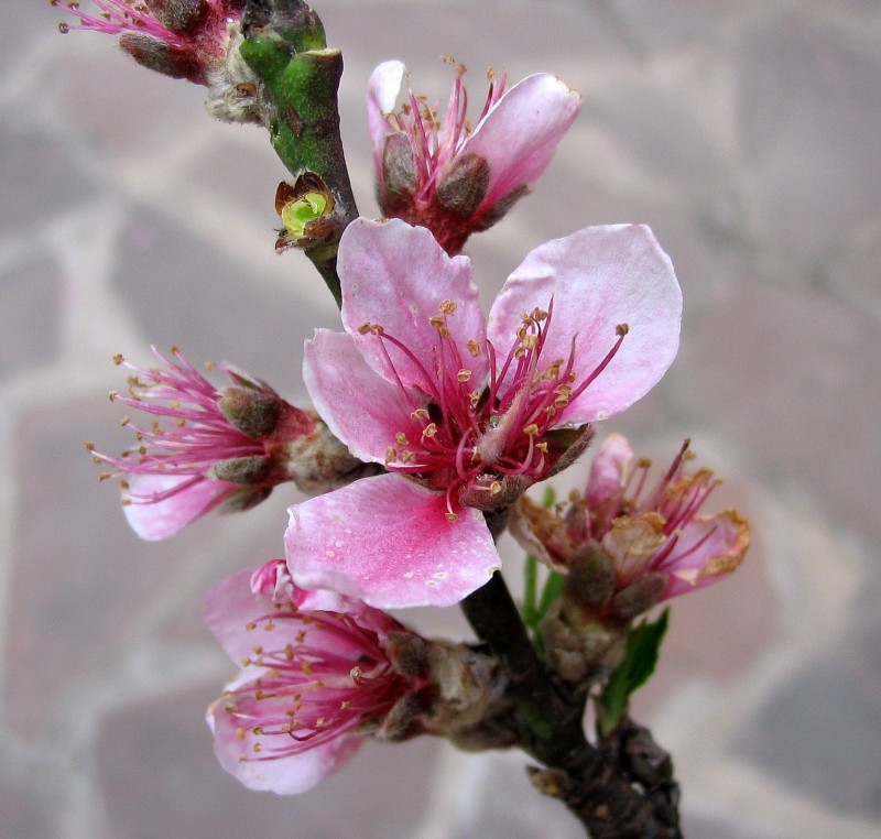 FLOR DEL DURAZNO