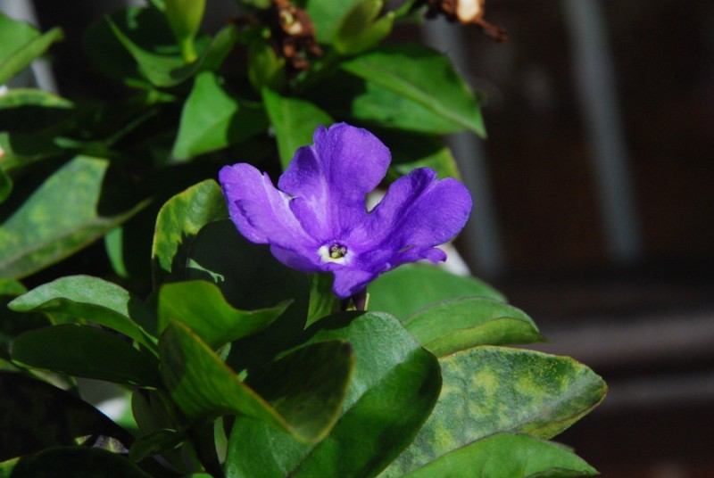 flor morada