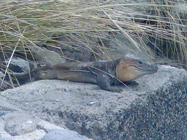 El guardian del GAMA LA COSTA