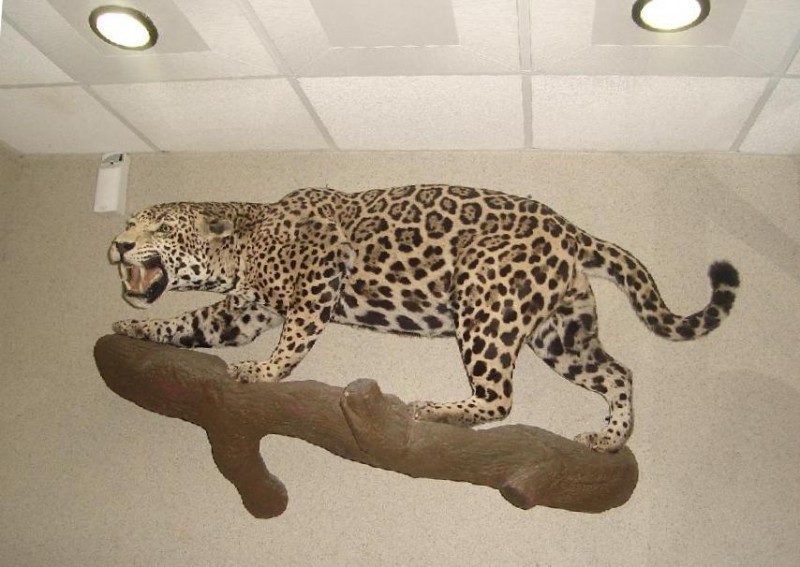 jaguar