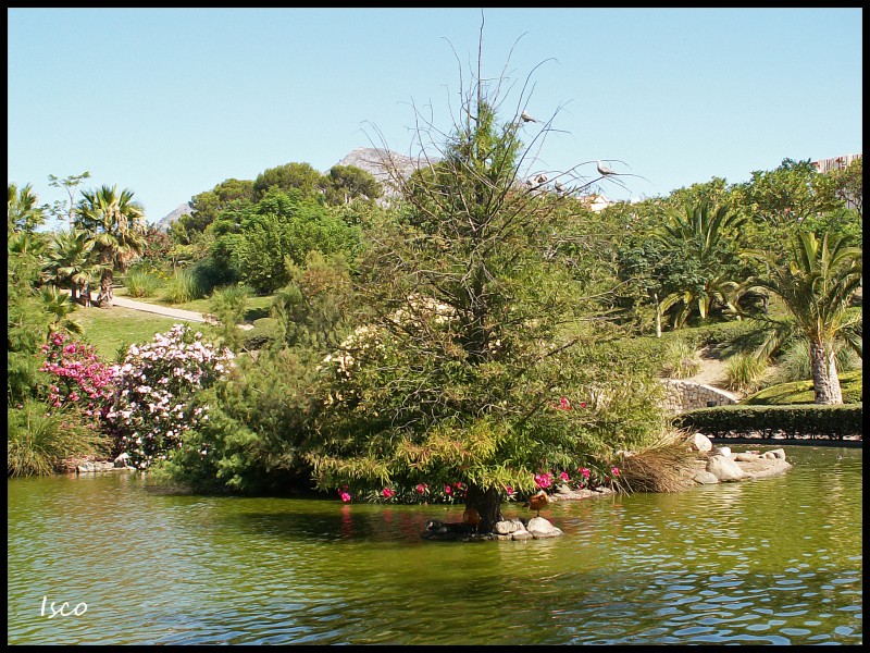 El paraiso de los patos