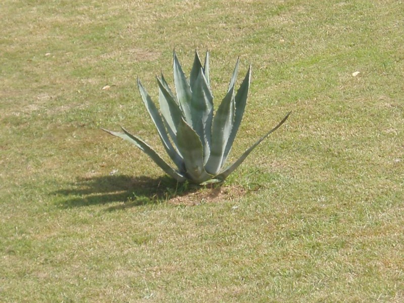 Planta cara a la vida