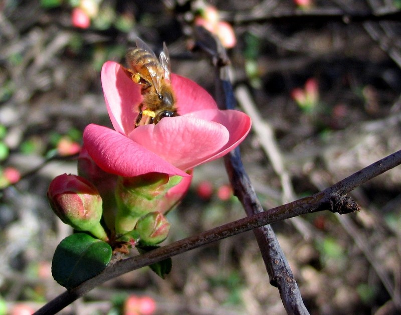 CONFIDENTE DE LA FLOR