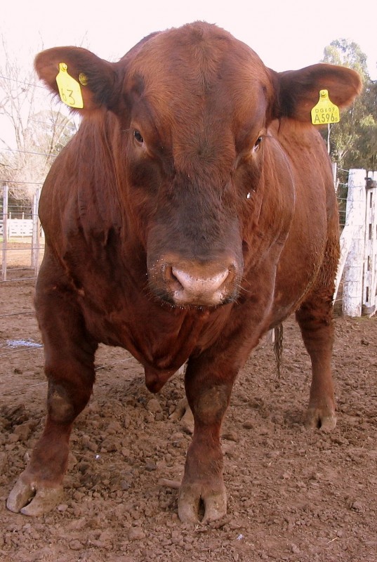 DESPIERTA UN TORO