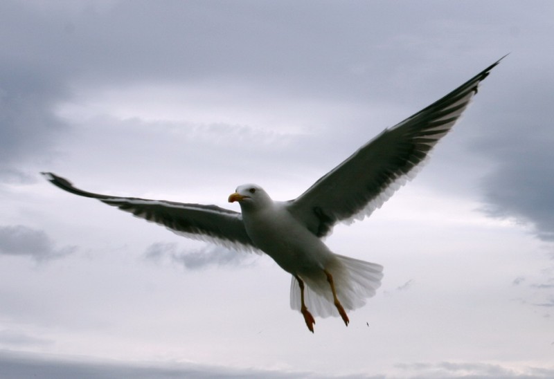 Gaviota islandesa