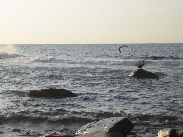 Vuelo de Gaviota