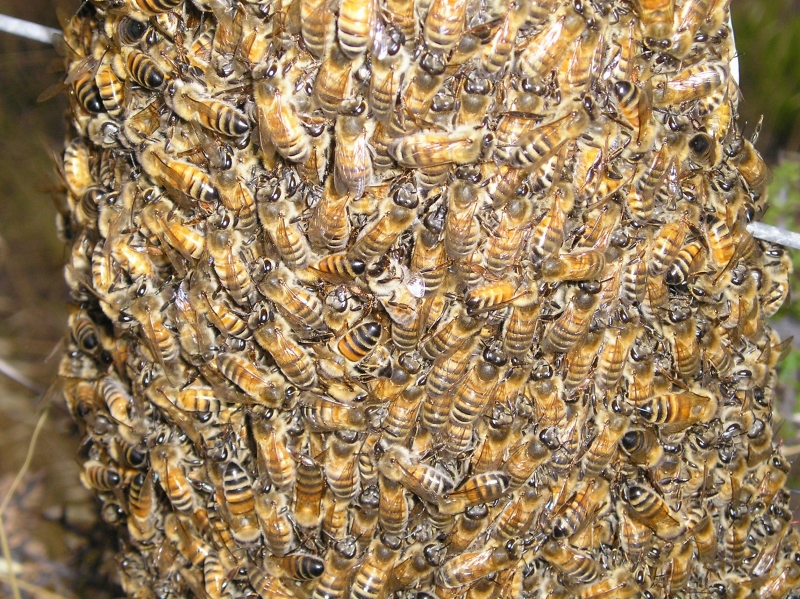 Enjambre natural de abejas melferas