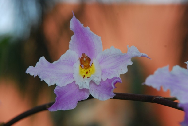 flor morada y blanca