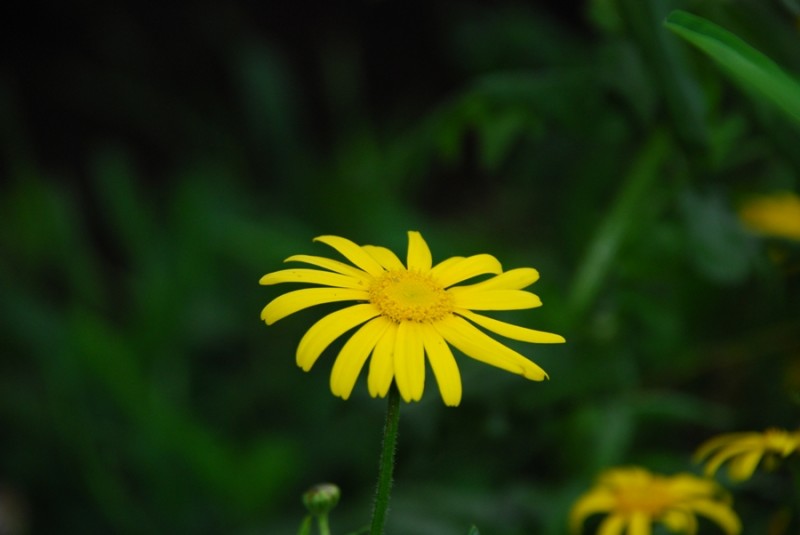 flor amarilla