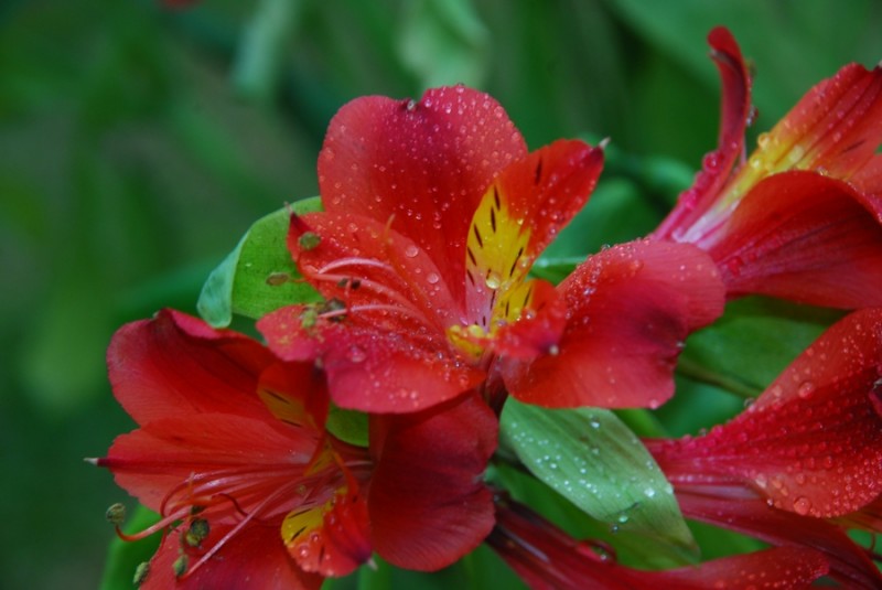 flor roja