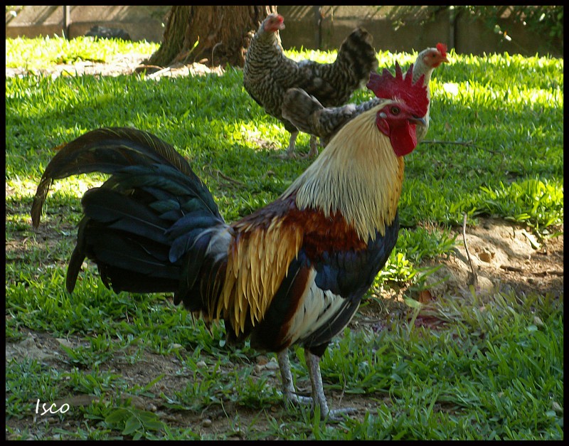 El gallo y sus gallinas