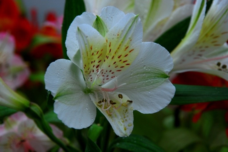 flor blanca