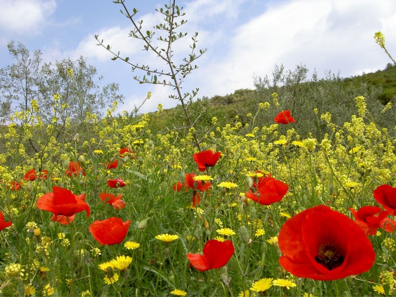 amapolas