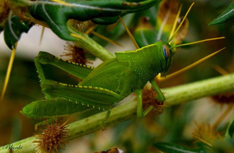 CAMUFLADO