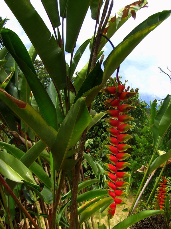 VERDE EXOTICO