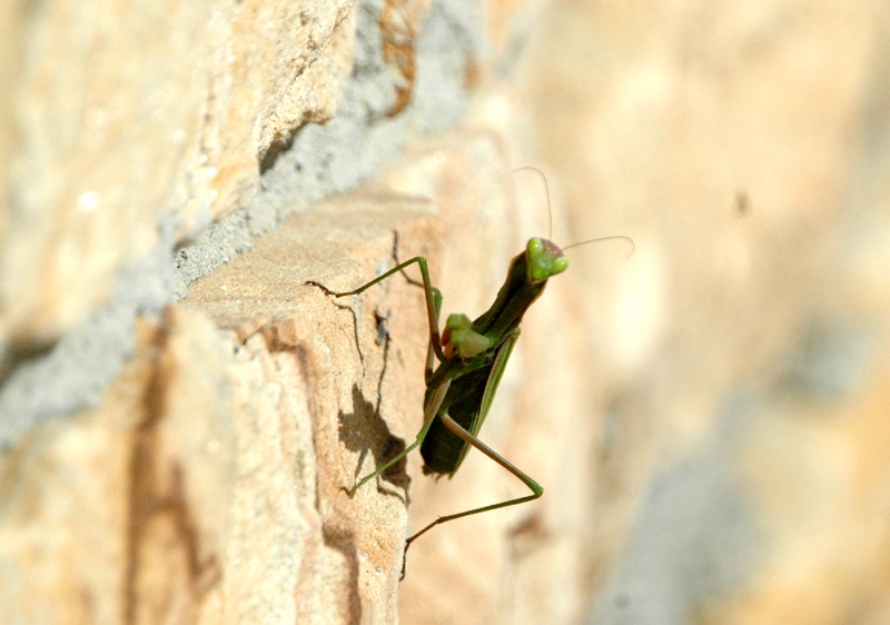 MANTIS