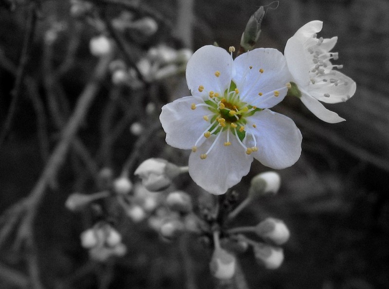 A LA FLOR DEL CIRUELO