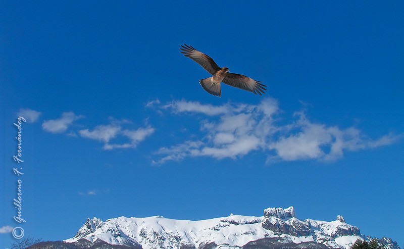 El vuelo del Chimango