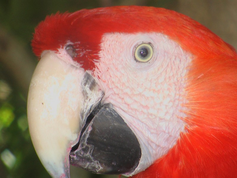 Guacamaya