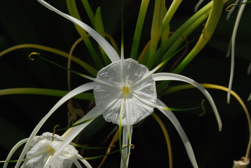 flor blanca y verde