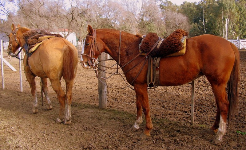 CABALLOS OLVIDADOS