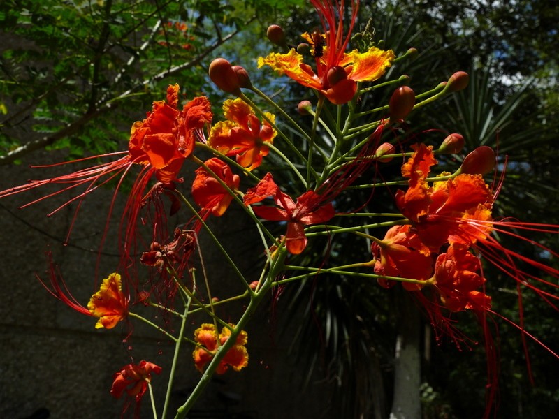 frutos rojos