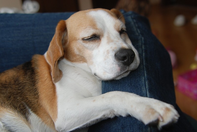 beagle durmiendo