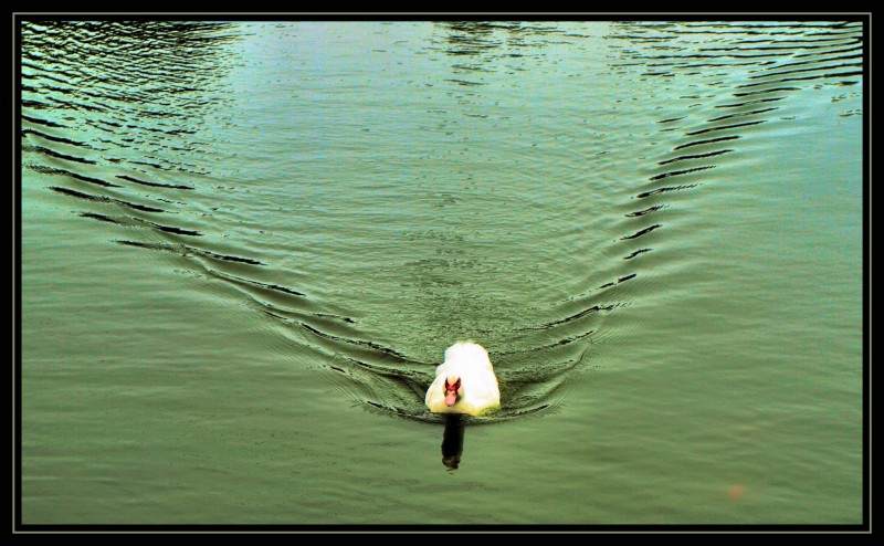 ...estelas en la mar.