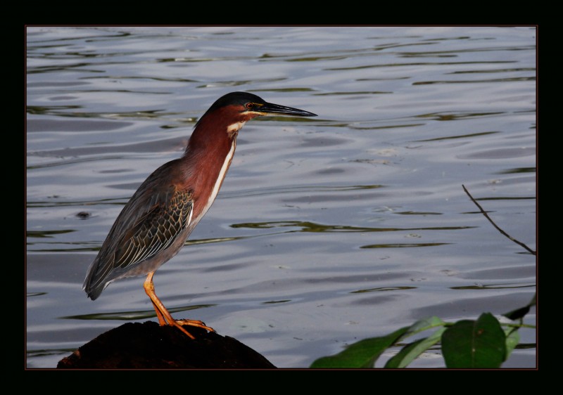 De Pesca