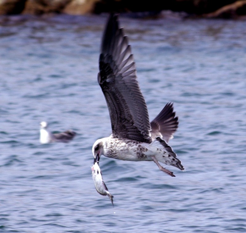 gaviota con sargo