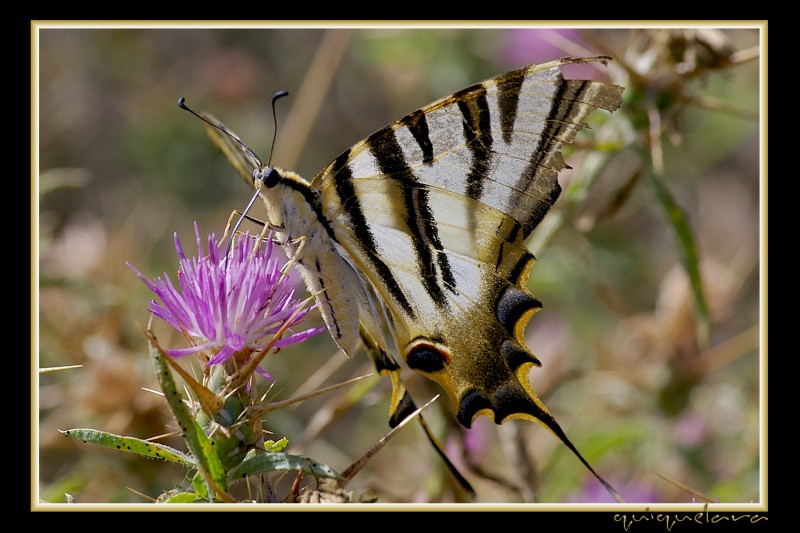 Iphiclides podalirius