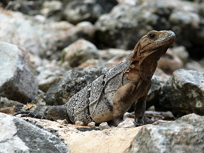 iguana