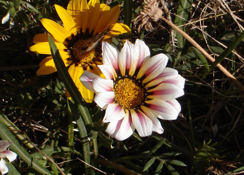 gazanias