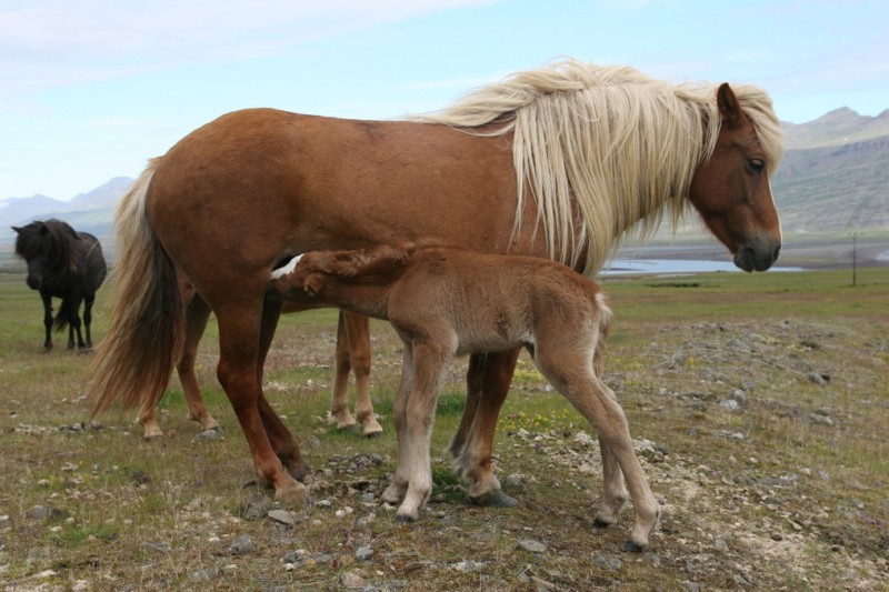 Caballos islandeses