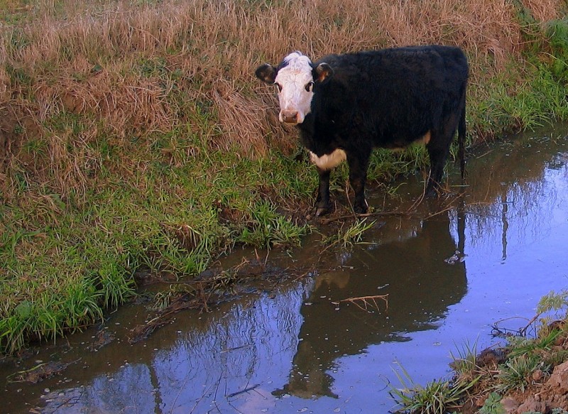 LA VACA ME MIRABA