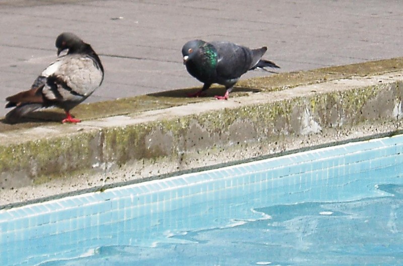 Indiferencia en la piscina