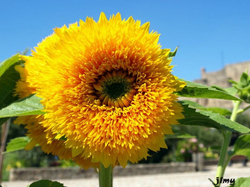 girasol