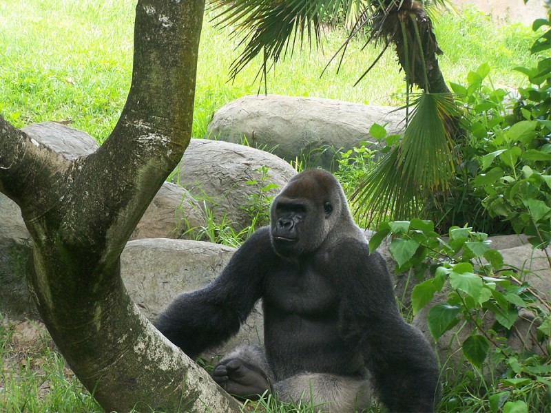 Busch Gardens