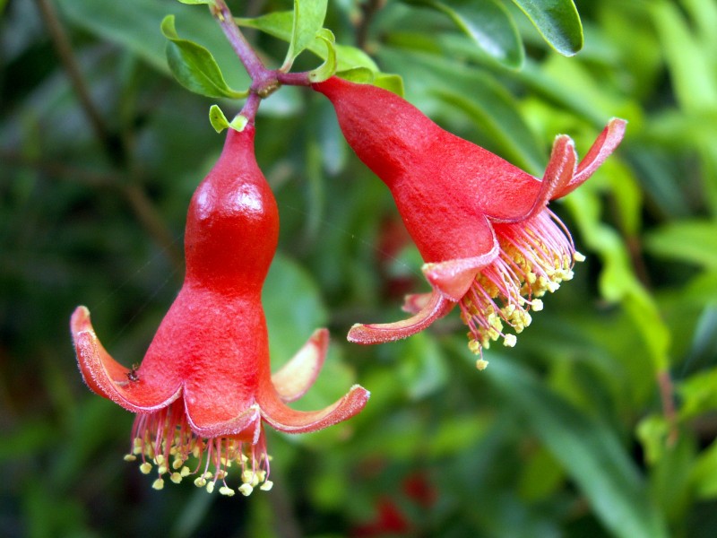 Flor del granado