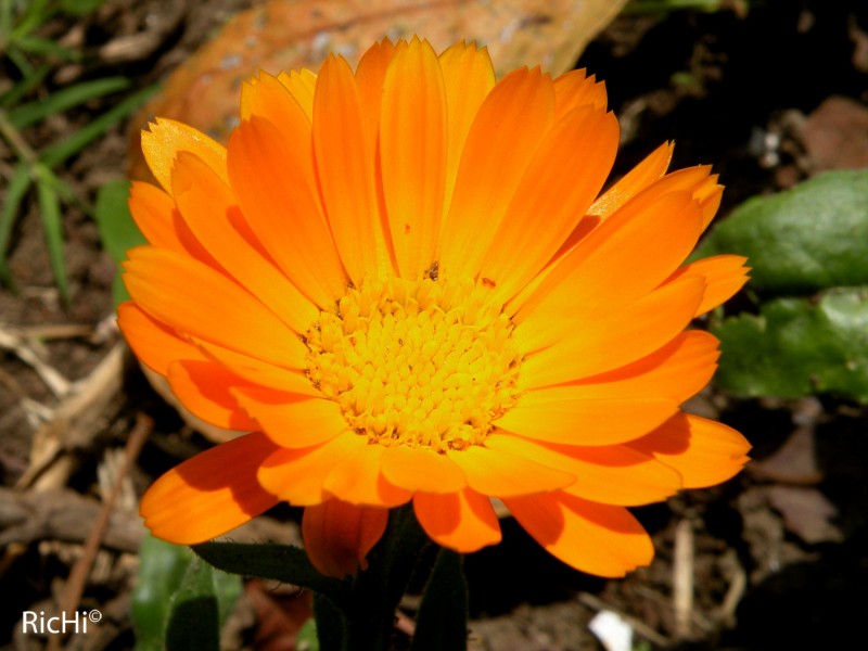 calidosa