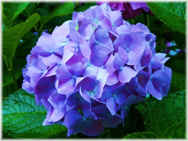 Hortensia