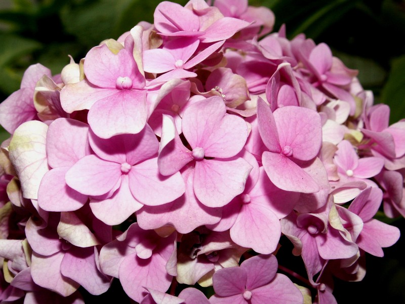 Hortensia