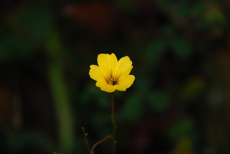 flor amarilla