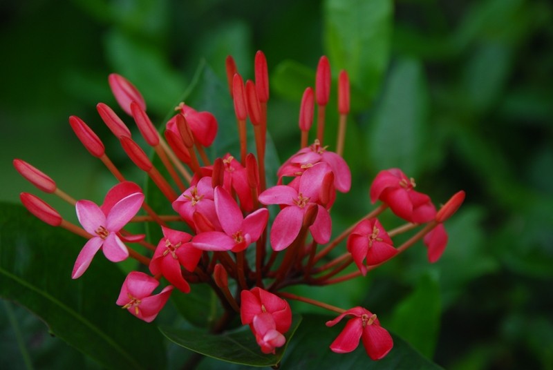 flores rosadas